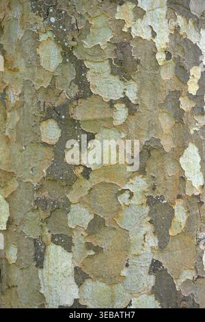 Gros plan de l'écorce tachetée sur Platanus x hispanica ou London plane tree UK avril Banque D'Images