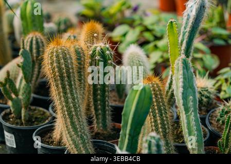 Des plantes de cactus remplissant une serre, présentant différents types de plantes succulentes avec leurs tiges filées distinctes et leur feuillage vert, poussant dans des pots en plastique noir dans le cadre d'une collection botanique Banque D'Images