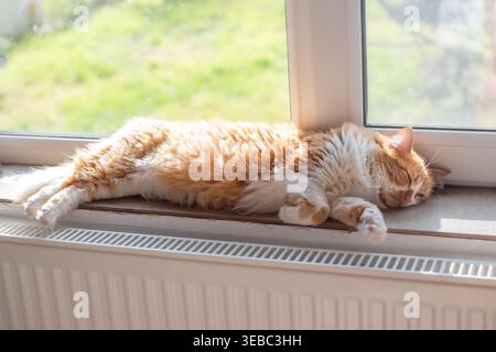 Un chat au gingembre et blanc dort sur un rebord de fenêtre au-dessus d'un radiateur. Confort à la maison, détente des animaux domestiques, vie domestique Banque D'Images