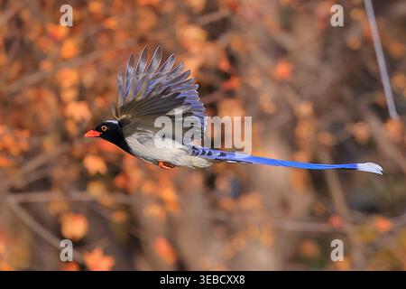 Red‑Billed Blue Magpie en vol contre fond de forêt d'automne Banque D'Images