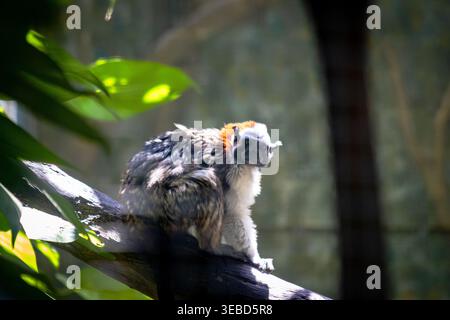 Un petit singe marmoset est assis sur une branche d'arbre sous la lumière du soleil tapissé au zoo de Barranquilla, en Colombie, entouré d'un feuillage tropical luxuriant dans un habi naturel Banque D'Images