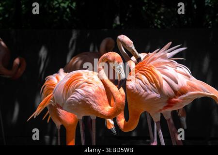 Un groupe de flamants roses éclatants prénageant des plumes à la lumière chaude du soleil au zoo de Barranquilla, en Colombie, avec des cols courbes élégants et un plumage aga coloré Banque D'Images