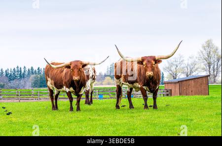 Bétail Longhorn dans un pâturage agricole près de Seaforth Ontario Canada. Banque D'Images