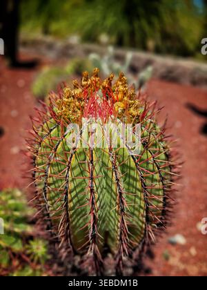 Un gros plan d'un cactus en fût rond avec des épines rouges vives et des bourgeons floraux en développement poussant dans un jardin désertique Banque D'Images