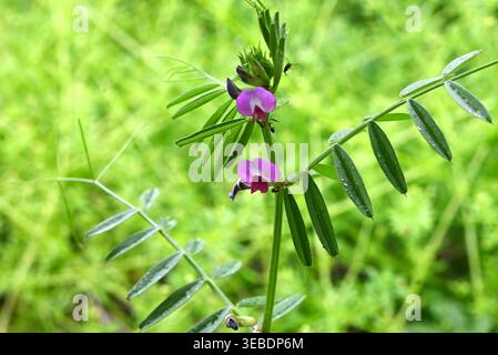 Vicia sativa (vesce à feuilles étroites). Vigne biennale Fabaceae. Il produit des fleurs en forme de papillon au printemps, et ses légumineuses mûrissent à une couleur noire. Banque D'Images