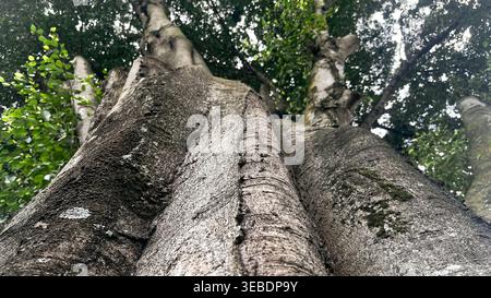Troncs d'arbres matures avec écorce robuste et feuilles vertes luxuriantes Banque D'Images