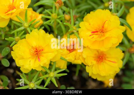 Fleurs de Portulaca jaune brillant dans le jardin d'été Banque D'Images