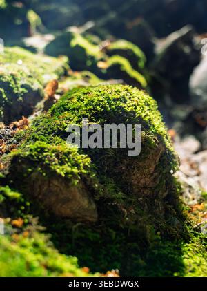 La vue macro capture les fleurs de mousse verte luxuriante sur les rochers accidentés de la forêt sous les rayons de soleil chauds de la journée Banque D'Images