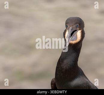Le cormoran de Brandt perché à la crique de la Jolla de près Banque D'Images