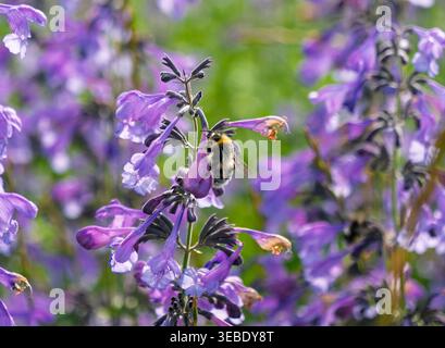 Bourdon recueille le nectar de fleurs tubulaires violettes vives dans un jardin ensoleillé pendant la journée Banque D'Images