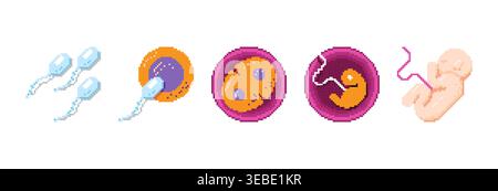 Pixel art étapes de la fécondation humaine du sperme et de l'ovule au développement de l'embryon et du fœtus. Processus de biologie scientifique dans le style de jeu rétro 8 bits Illustration de Vecteur