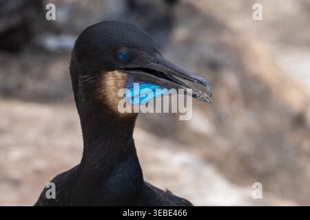 Le cormoran de Brandt perché à la Jolla, Cove gros plan avec un œil bleu vif et une poche gulaire bleue Banque D'Images