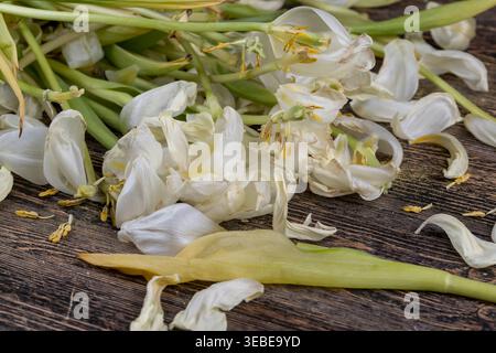 un bouquet flétri de tulipes avec des pétales blancs qui tombent, gros plan Banque D'Images