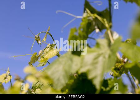 Les raisins s’étirent vers le ciel bleu, une jeune vigne verte avec des tendres délicates et des feuilles brillantes sur fond d’un espace bleu clair sur un soleil Banque D'Images