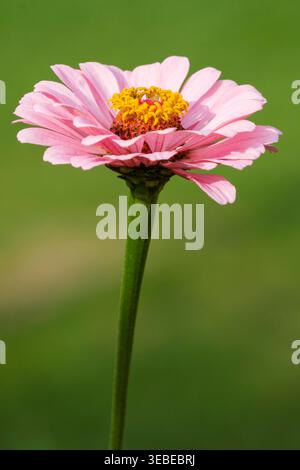 Zinnia elegans Super Yoga Rose, gros plan de fleur rose-rose, Banque D'Images