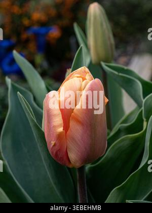 Un gros plan d'un seul fower orange de Tulip 'Jimmy' Banque D'Images