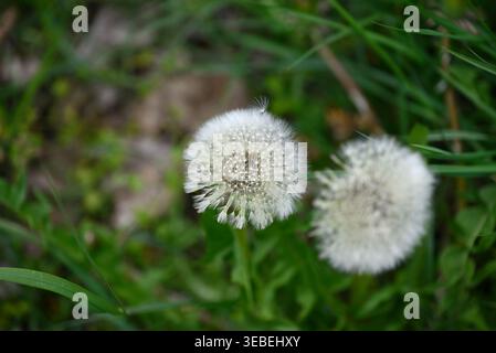 Détails des graines de pissenlit blanc. Graines de Taraxacum officinalis prêtes à voler. Banque D'Images