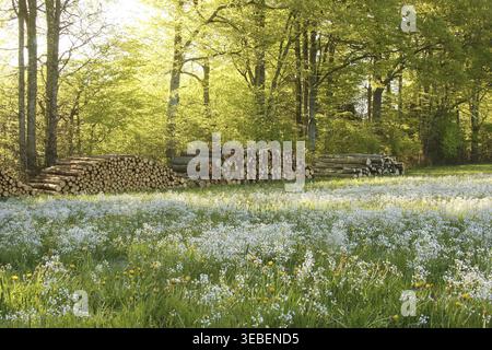 Meadowfoam (Cardamine pratensis) fleurissant en grand nombre dans un pré à la lisière d'une forêt, Allgaeu, Bavière, Allemagne Banque D'Images