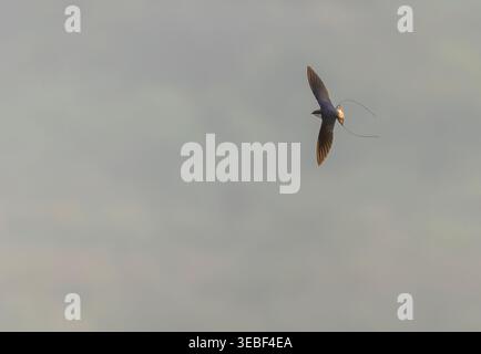 Hirondelle asiatique adulte, Hirundo smithii filifera, en Inde. Banque D'Images