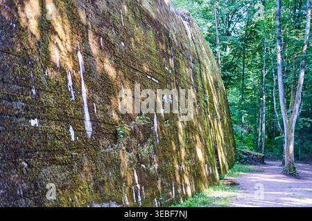 Un énorme mur de bunker en béton incurvé recouvert de mousse verte et de lichens se dresse dans un cadre forestier dense. La fortification militaire érodée, probablement Banque D'Images