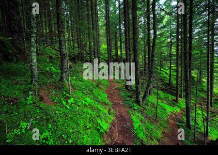 Vue sur la vieille forêt alpine d'épicéa en Autriche Banque D'Images