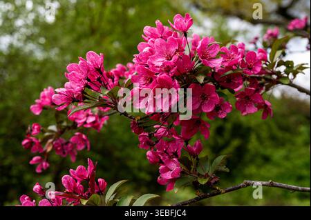 Crabe prairifire, Rosaceae. Fleur rose au printemps. Banque D'Images
