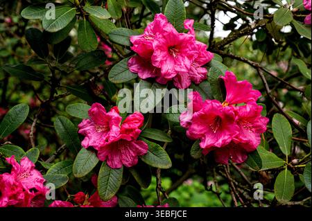 Rhododendron Winsome Group. Fleurs rouges et rose foncé au printemps. Banque D'Images