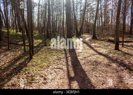 Sentier de terre baigné de soleil serpentant à travers une forêt printanière, où les grands troncs d'arbres projettent de longues ombres spectaculaires sur les plaques de neige fondantes et les fal sèches Banque D'Images