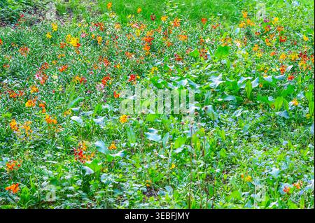 Prairie vibrante remplie de diverses fleurs sauvages de différentes couleurs et d'un feuillage vert luxuriant Banque D'Images