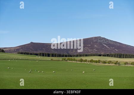 De nombreux moutons paissent paisiblement dans un pâturage verdoyant près de Dufftown, Moray, en Écosse. Ben Rinnes montagne se dresse en évidence contre un SK bleu clair Banque D'Images