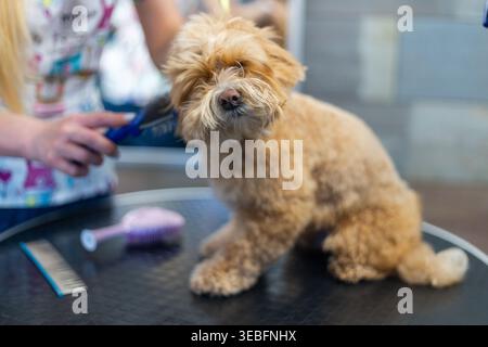 Petit chien assis sur la table de toilettage pendant que le toiletteur coupe la fourrure avec tondeuse, séance de toilettage d'animal de compagnie dans un salon professionnel Banque D'Images