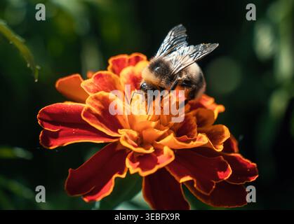Bourdon cueillant le nectar sur une fleur de souci rouge et orange vibrante dans un jardin ensoleillé Banque D'Images