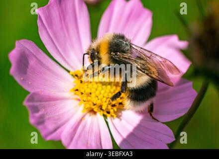 Bourdon flou recueillant le pollen d'une fleur de cosmos rose vibrante dans un jardin extérieur ensoleillé Banque D'Images