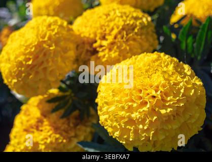 Les Marigolds africains jaunes dorés fleurissent luxueusement dans un jardin ensoleillé par un matin d'été clair Banque D'Images