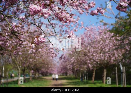 Teltow, Allemagne - 25 avril 2026 : cerisiers japonais en fleurs dans la TV Asahi Kirschblütenallee, un sentier populaire sur l'ancienne frontière du mur de Berlin. Banque D'Images