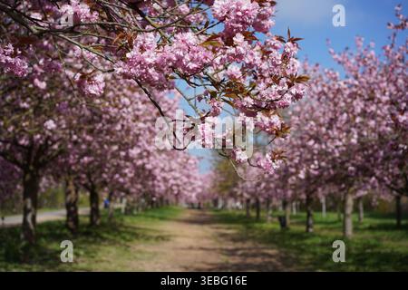 Teltow, Allemagne - 25 avril 2026 : gros plan de cerisiers roses en fleurs dans la TV Asahi Kirschblütenallee avec un fond flou de marcheurs sur le chemin. Banque D'Images