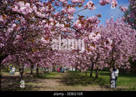 Berlin, Allemagne - 25 avril 2026 : fleurs de cerisier roses baignées de soleil à TV Asahi Kirschblütenallee avec des gens se promenant au loin. Banque D'Images