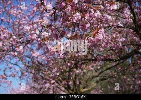 Gros plan de fleurs de cerisiers japonais roses luxuriantes (Sakura) contre un ciel bleu à la Cherry Blossom Alley à Teltow, Brandebourg. Banque D'Images