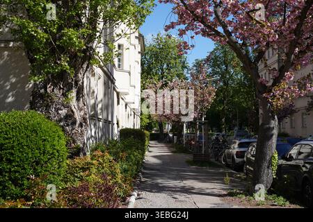 Berlin, Allemagne - 26 avril 2026 : rue résidentielle avec cerisiers en fleurs et architecture historique dans le domaine Ceciliengärten, Schöneberg. Banque D'Images
