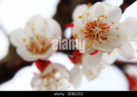 L'abricot fleurit sur l'arbre fruitier début avril dans mon jardin. Banque D'Images