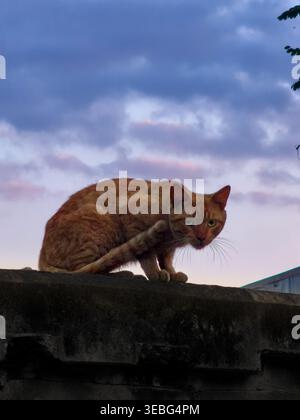 Alertez le chat errant au gingembre accroupi sur un toit contre un ciel nocturne sombre, regardant directement la caméra dans un cadre urbain extérieur. Banque D'Images