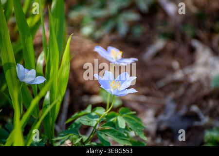 Gros plan de l’anémone des bois (Anemone nemorosa « Royal Blue ») dans un cadre forestier printanier, ses pétales bleu vif se détachant contre le sol Banque D'Images