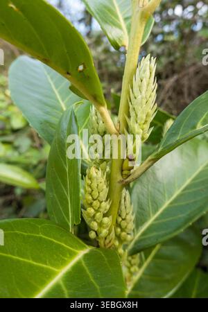 Cerisier laurier (Prunus laurocerasus) dans le bourgeon. Bodenham Herefordshire Angleterre Royaume-Uni. Mars 2026 Banque D'Images
