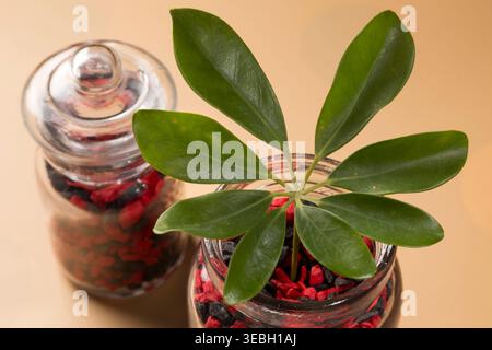 Vue de haut en bas de deux bocaux en verre contenant de minuscules cailloux décoratifs rouges et noirs sur un fond orange. Une grande feuille de ficus vert accentue la scène, Banque D'Images