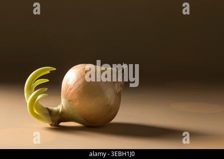 Gros plan en studio d'un oignon rouge brut germant sur un fond doux et neutre. Les textures uniques et les formes organiques rendent cette image idéale Banque D'Images