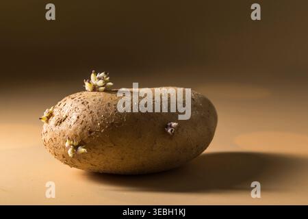 Une photo macro studio d'une pomme de terre crue germant sur un fond chaud et neutre. Cette image est parfaite pour les concepts de gaspillage alimentaire, croissance naturelle cy Banque D'Images