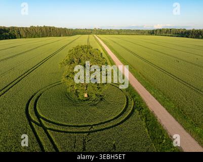 Champ de céréales au milieu de l'été Banque D'Images