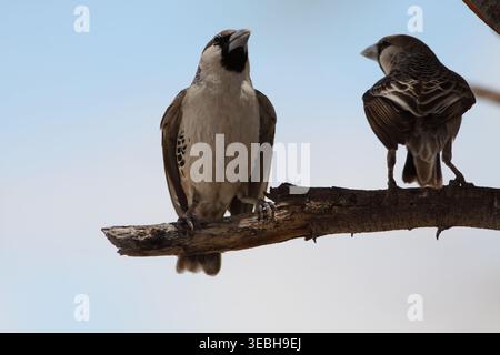 Deux tisserands perchés sur une branche morte en Namibie, montrant des vues avant et arrière sur un ciel bleu pâle. Banque D'Images