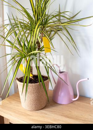 Un plan intérieur lumineux et à angle élevé représentant une Dracaena marginata variée dans un pot de jute tissé. Sur une table en bois clair, il y a un élégant w violet Banque D'Images