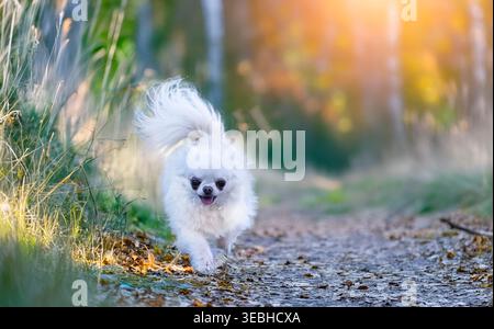 petit chihuahua courant dans la nature Banque D'Images